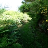 Plants: image 66 Of 208 Thumb